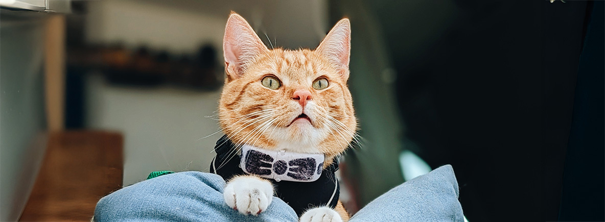 Camperkat Ollie