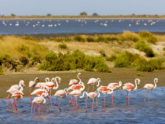 Flamingo's Camargue