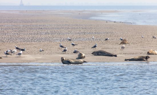 Zeehonden, Texel